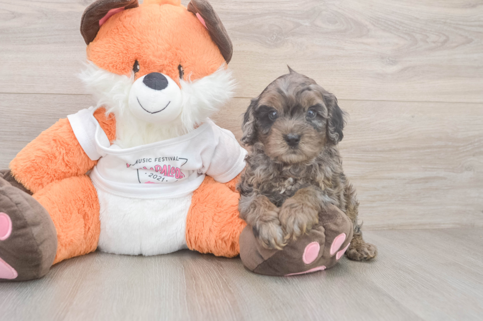 Hypoallergenic Cavadoodle Poodle Mix Puppy