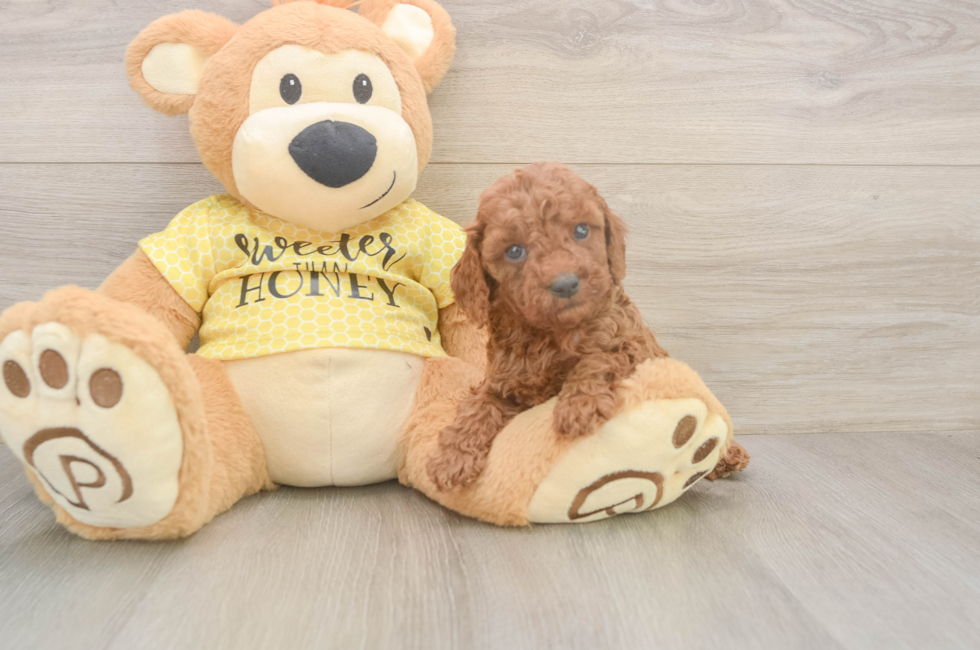 5 week old Cavapoo Puppy For Sale - Premier Pups