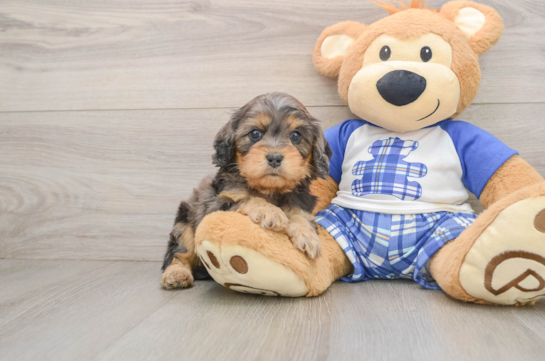 Cavapoo Puppy for Adoption