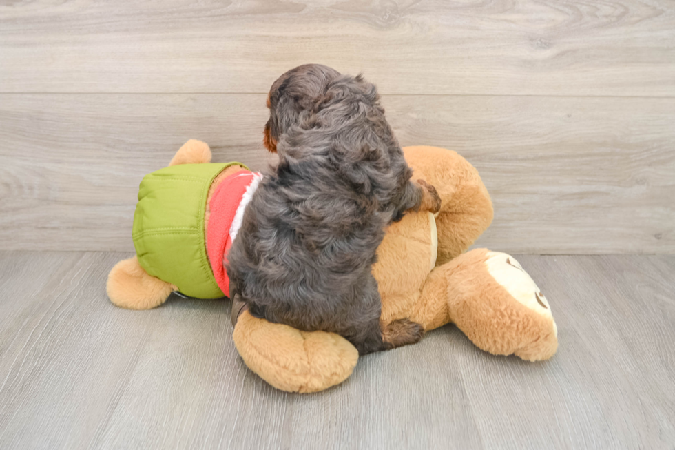 Small Cavapoo Baby