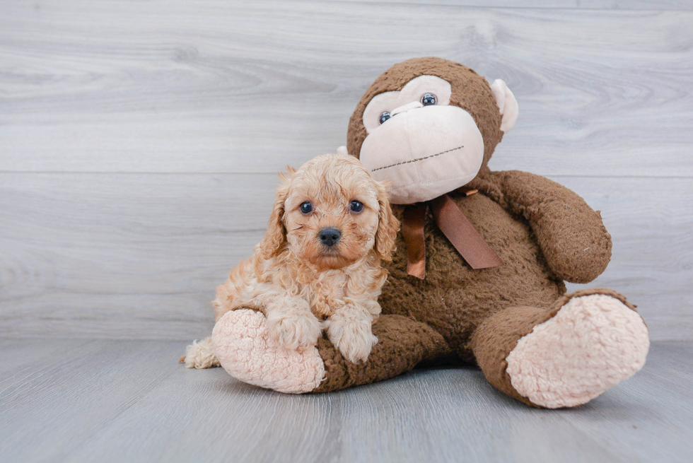 Playful Cavoodle Poodle Mix Puppy