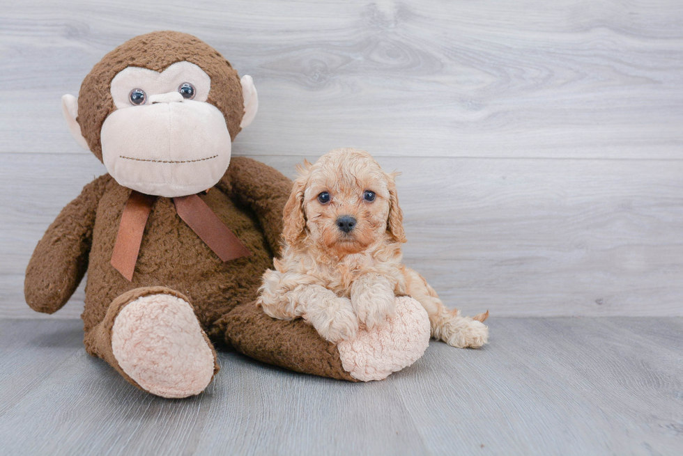 Cavapoo Pup Being Cute