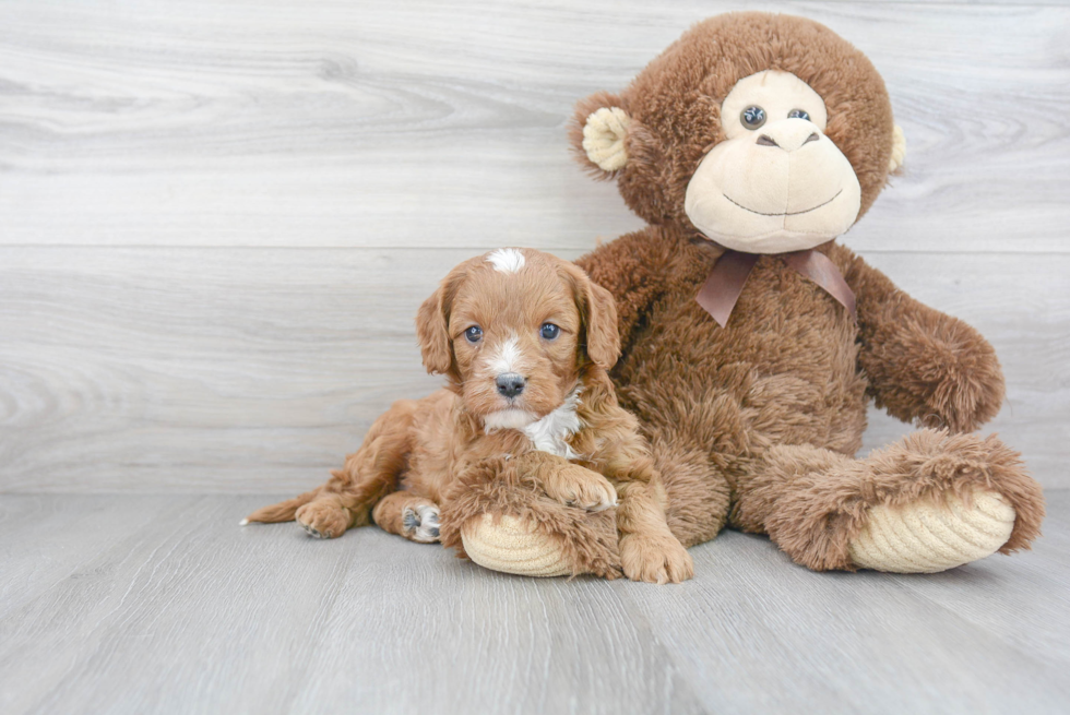 Small Cavapoo Baby