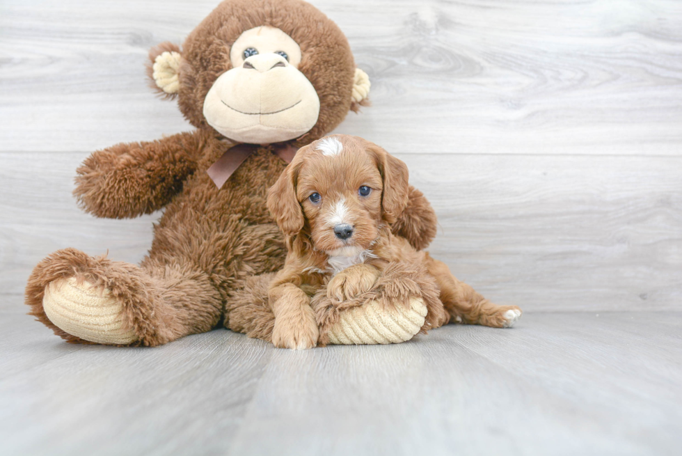 Friendly Cavapoo Baby