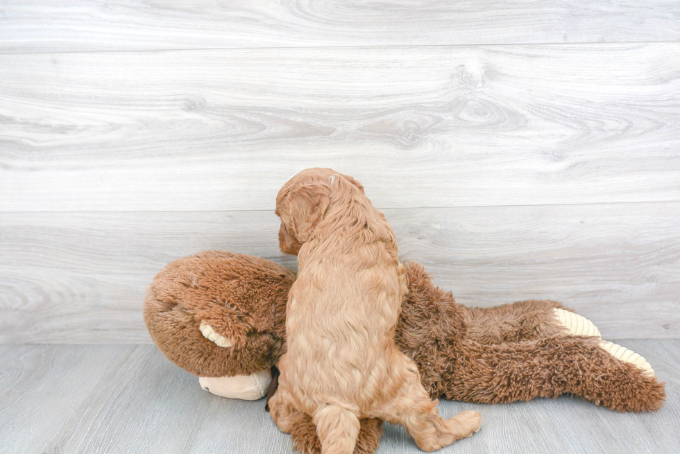 Playful Cavoodle Poodle Mix Puppy