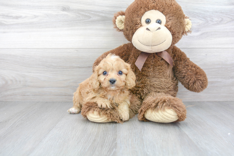 Best Cavapoo Baby