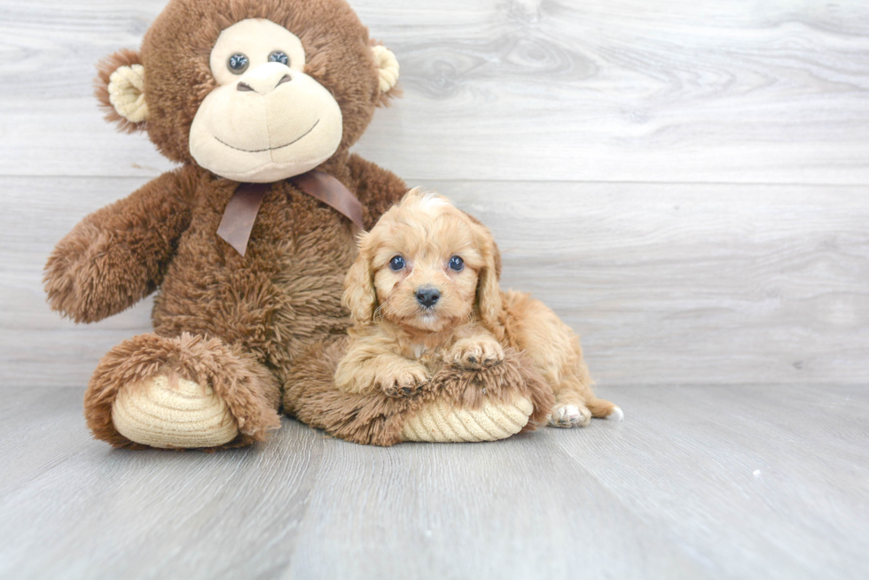 Cavapoo Pup Being Cute