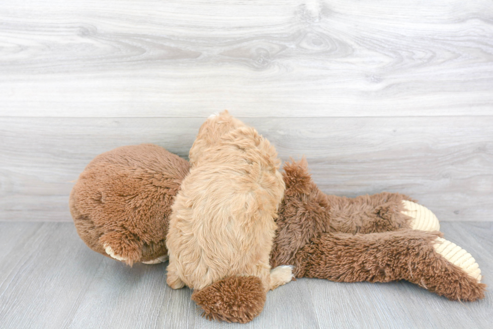 Happy Cavapoo Baby