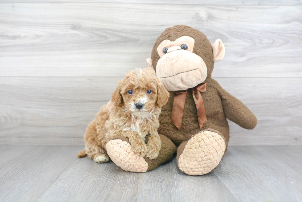 Adorable Cavoodle Poodle Mix Puppy