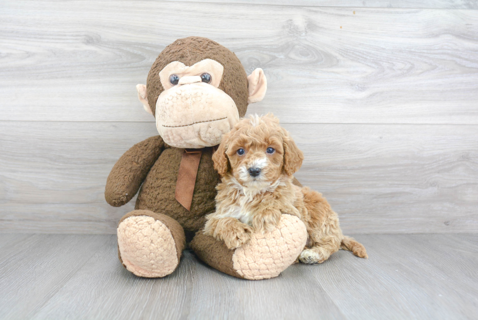 Cavapoo Pup Being Cute