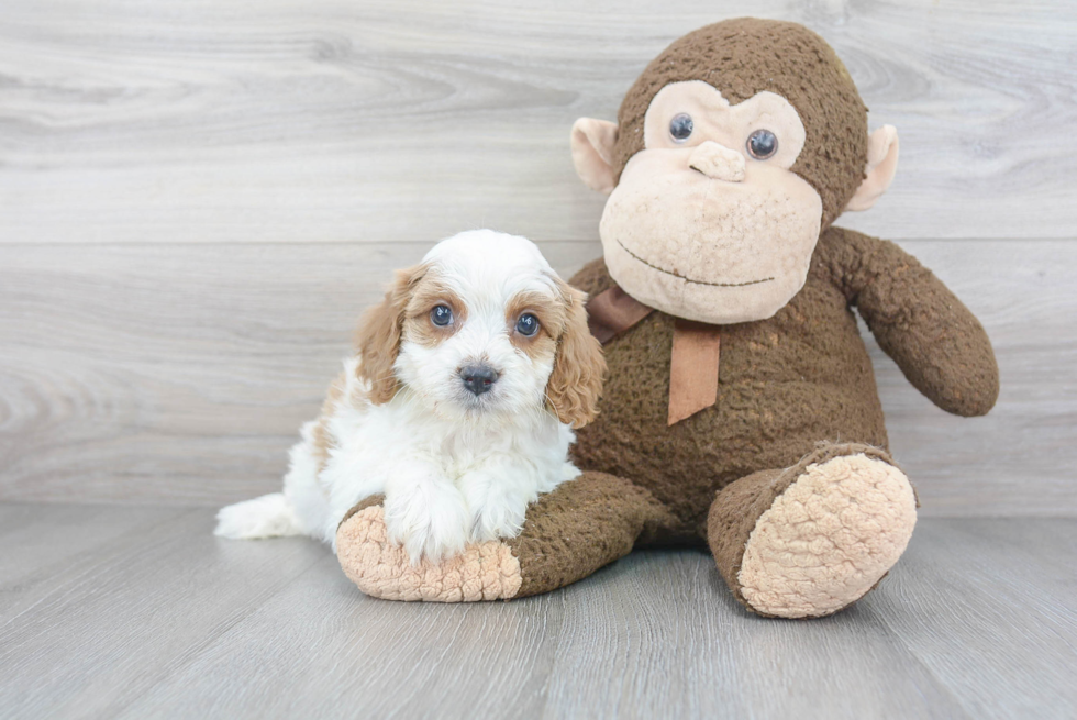 Small Cavapoo Baby