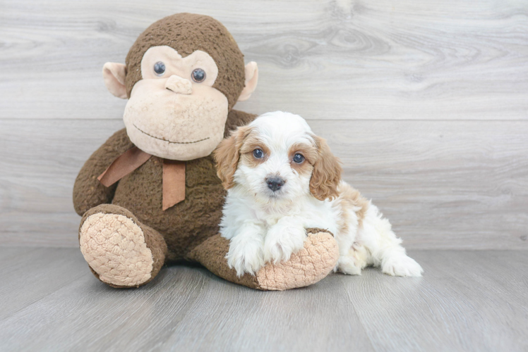 Cavapoo Pup Being Cute