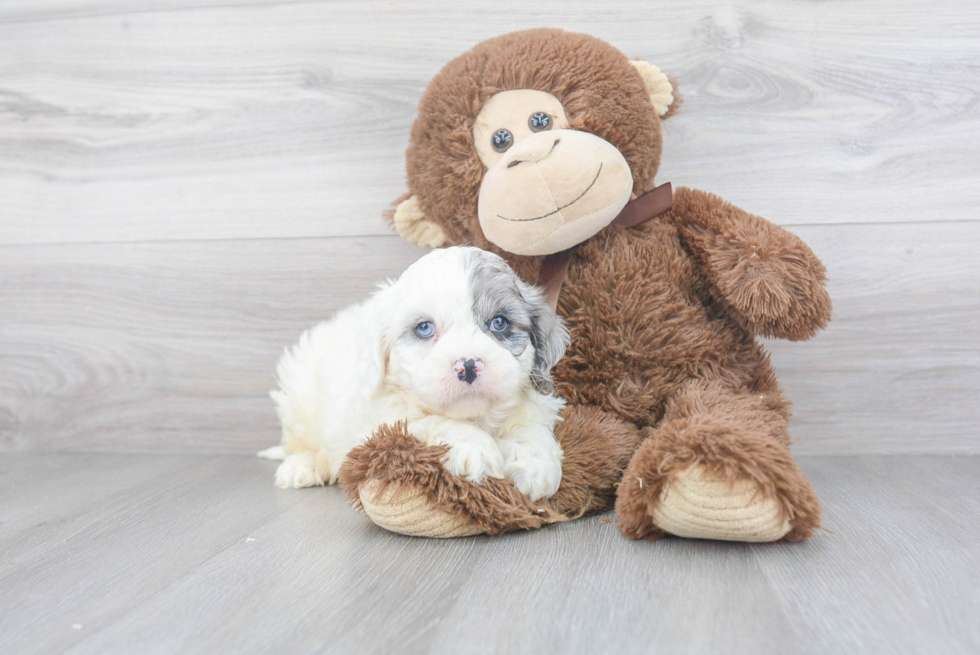 Best Cavapoo Baby