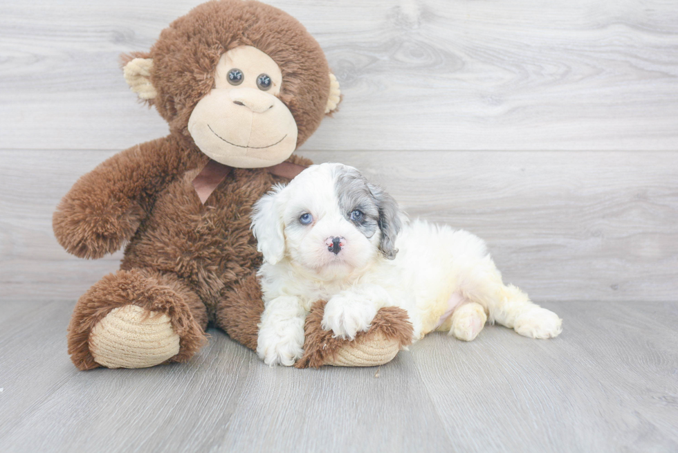 Cavapoo Pup Being Cute