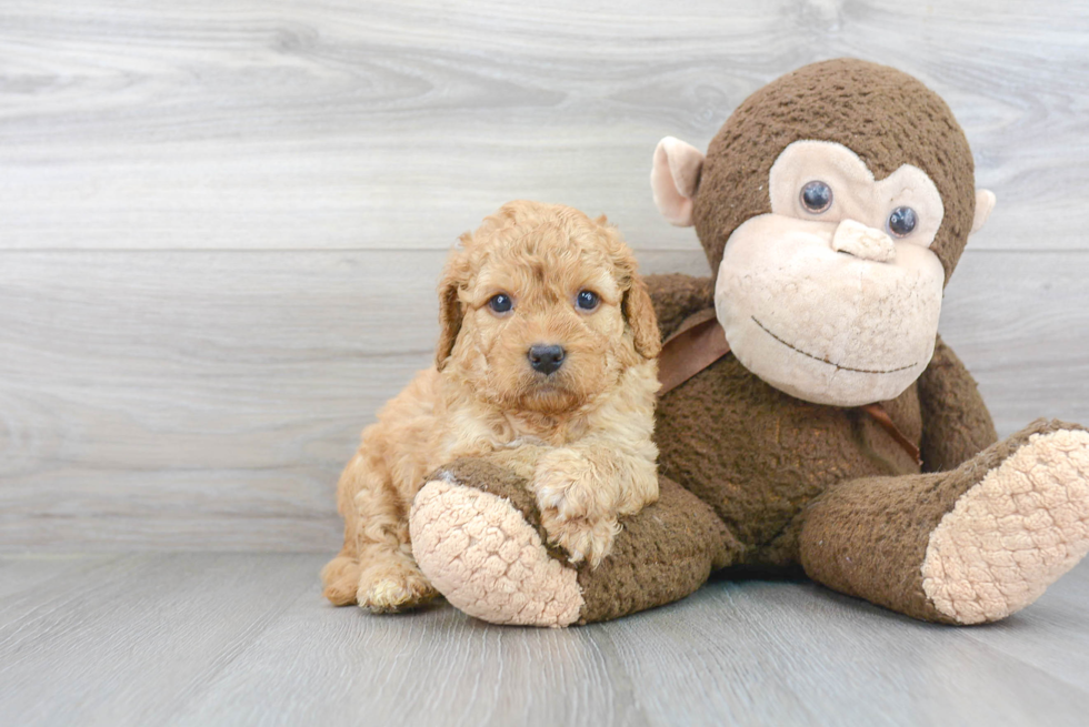 Energetic Cavoodle Poodle Mix Puppy