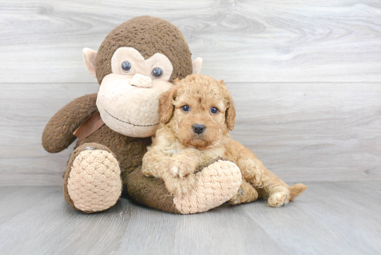 Best Cavapoo Baby