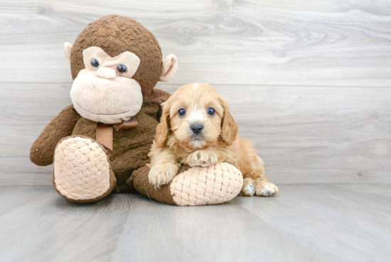 Adorable Cavoodle Poodle Mix Puppy