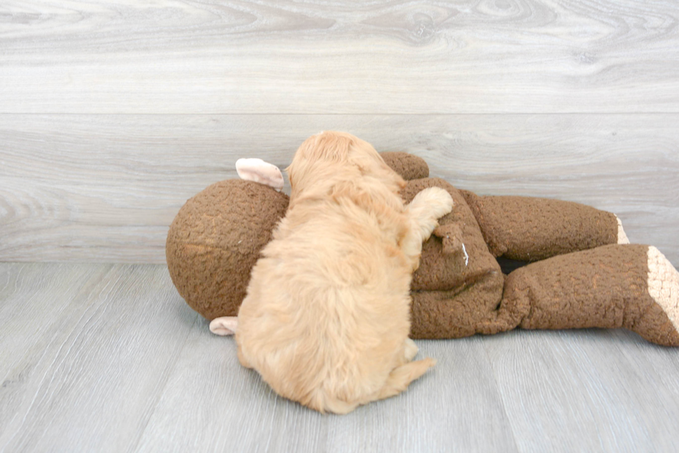 Adorable Cavoodle Poodle Mix Puppy