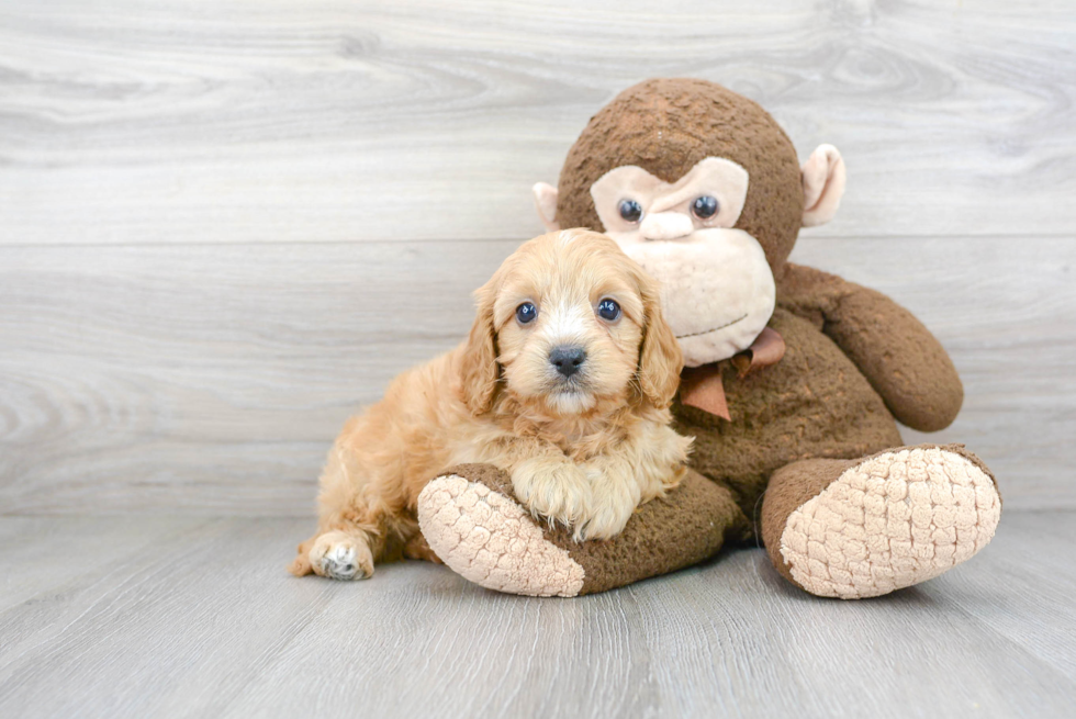 Best Cavapoo Baby