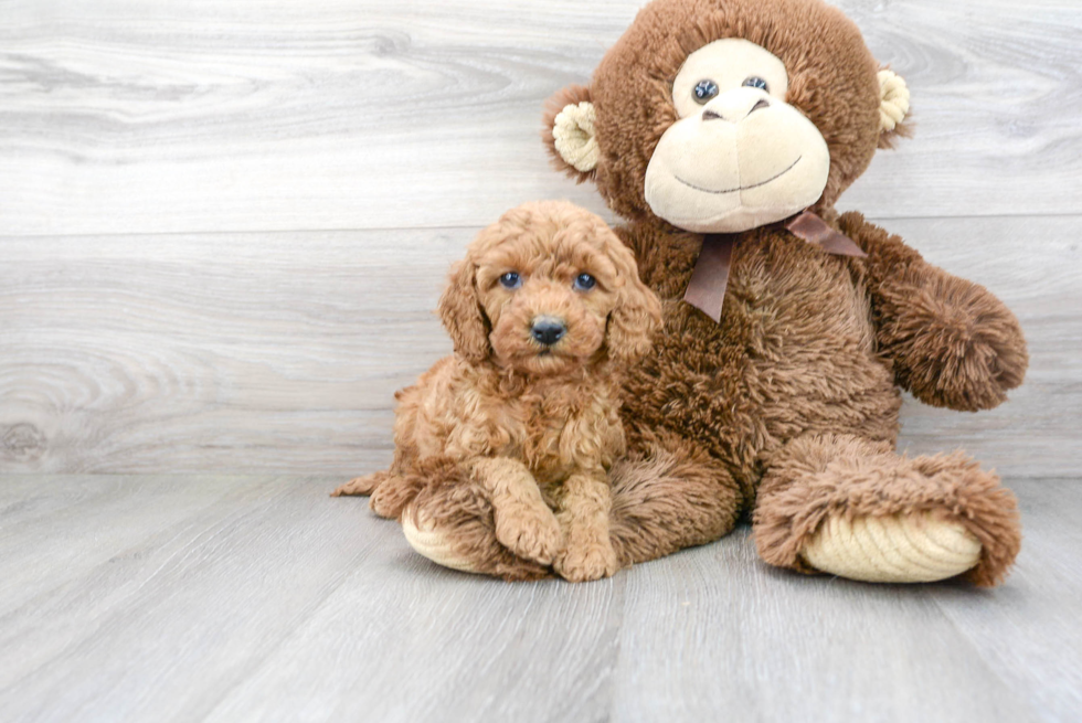 Cavapoo Puppy for Adoption