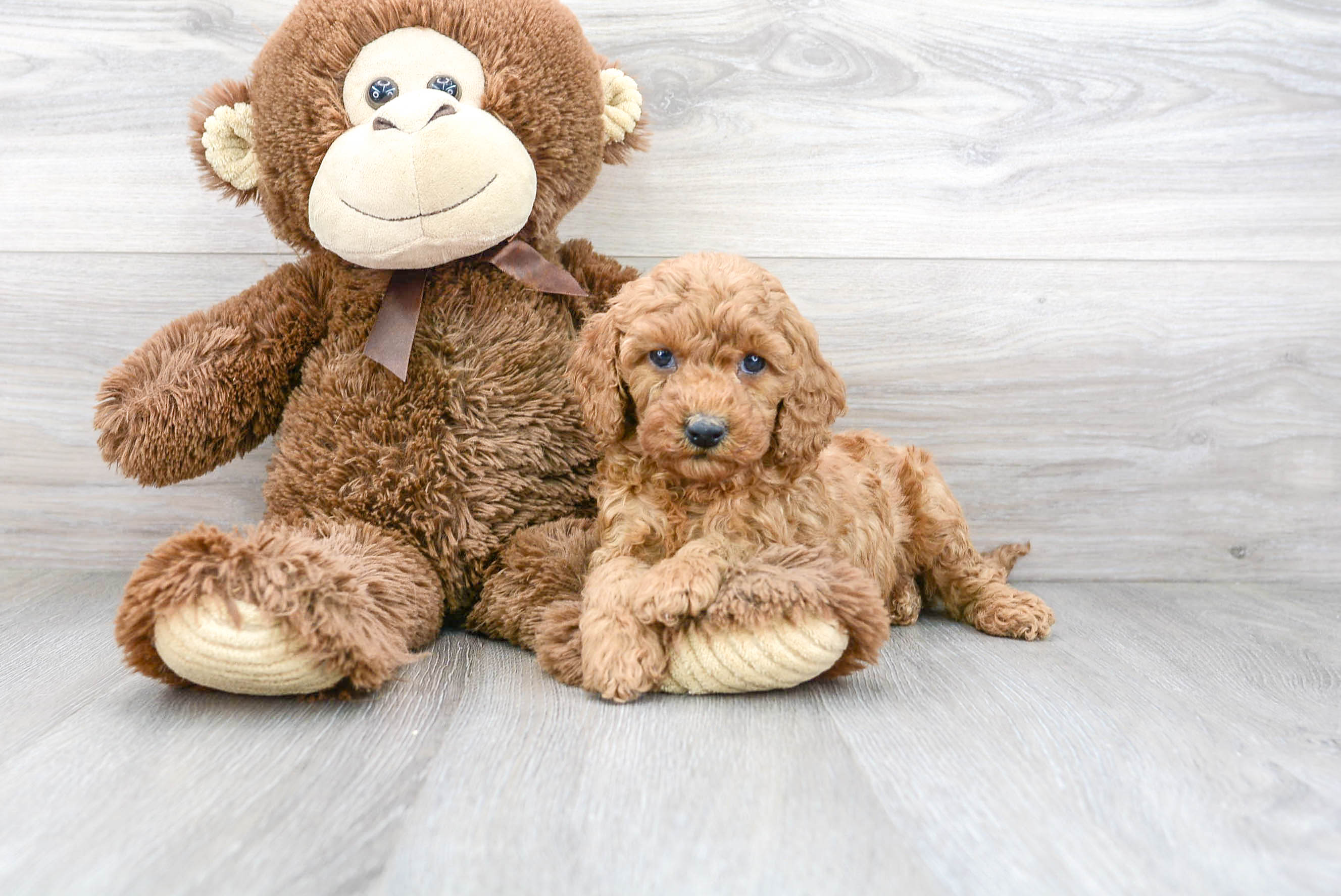 Little Cavoodle Poodle Mix Puppy
