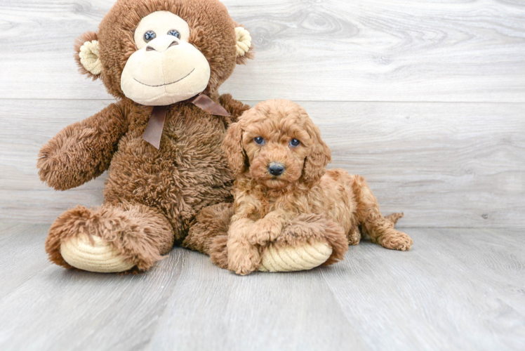 Little Cavoodle Poodle Mix Puppy