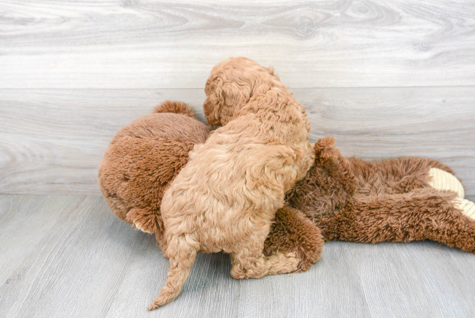 Happy Cavapoo Baby