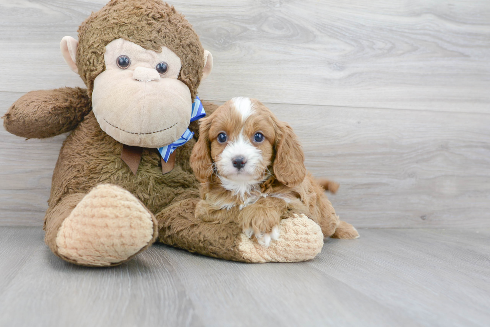 Cavapoo Pup Being Cute