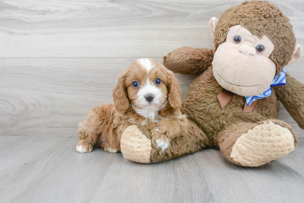 Funny Cavapoo Poodle Mix Pup