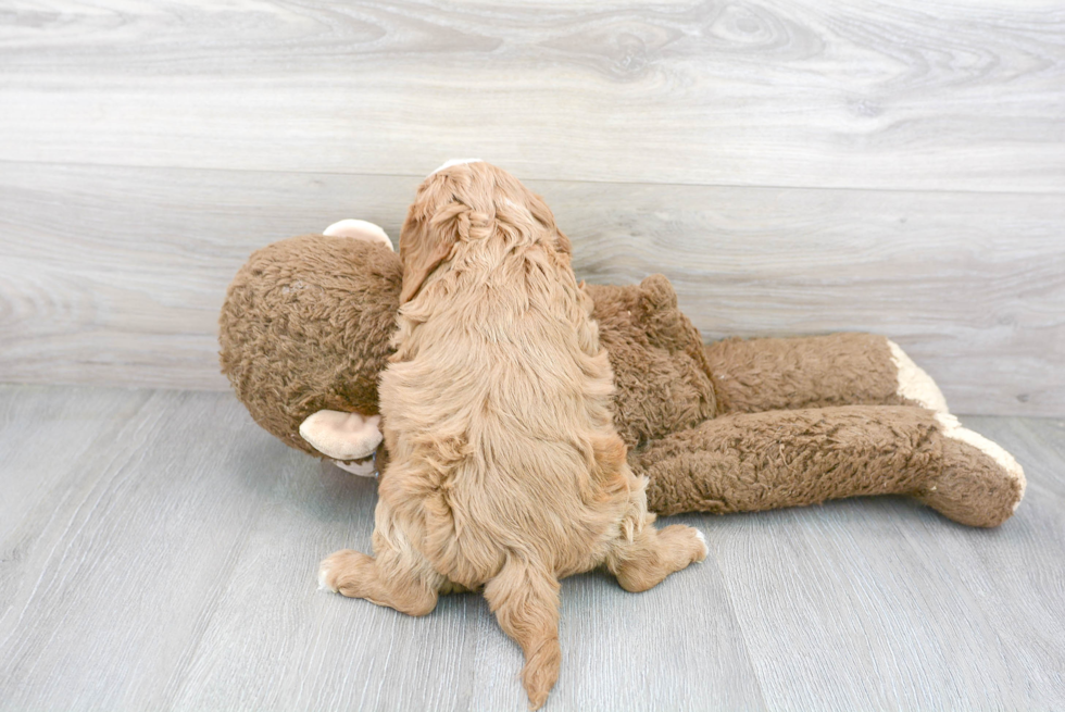 Small Cavapoo Baby