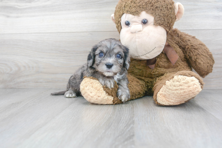 Best Cavapoo Baby