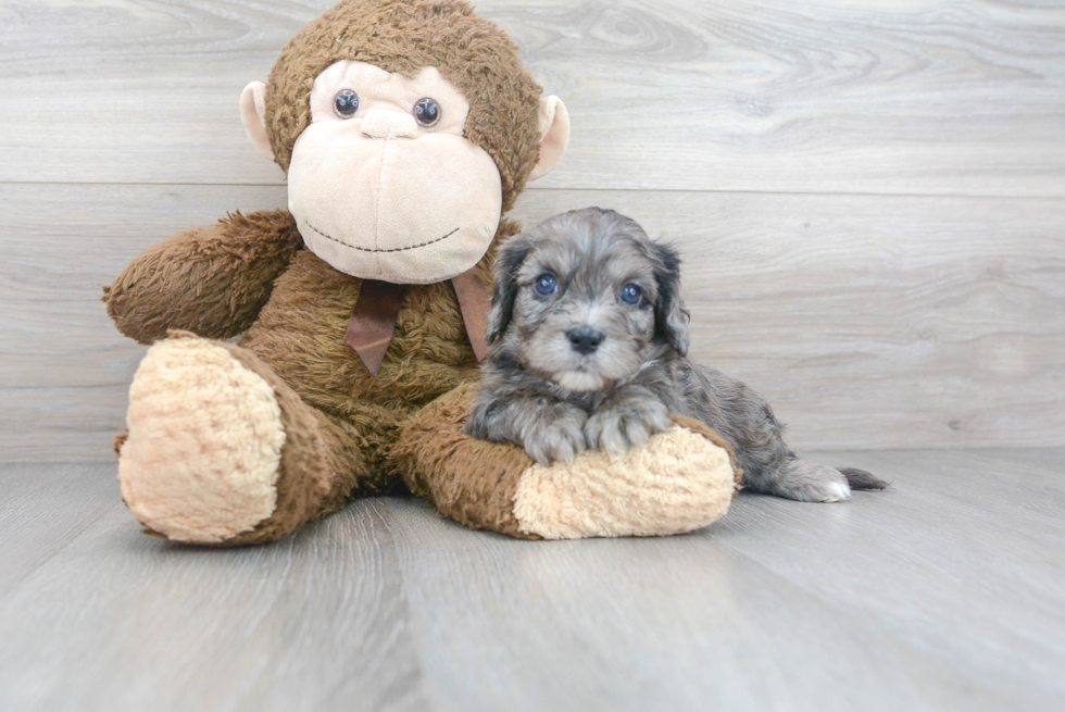 Best Cavapoo Baby