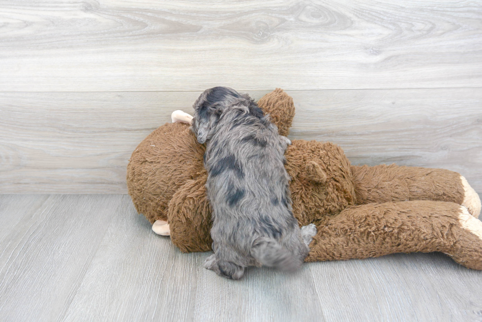 Petite Cavapoo Poodle Mix Pup