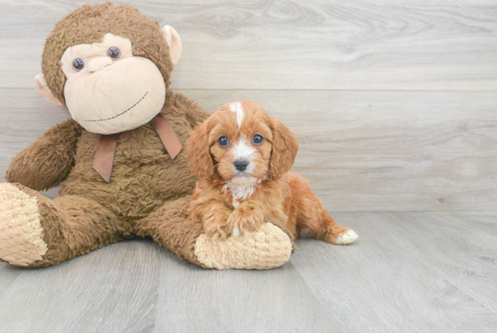 Best Cavapoo Baby