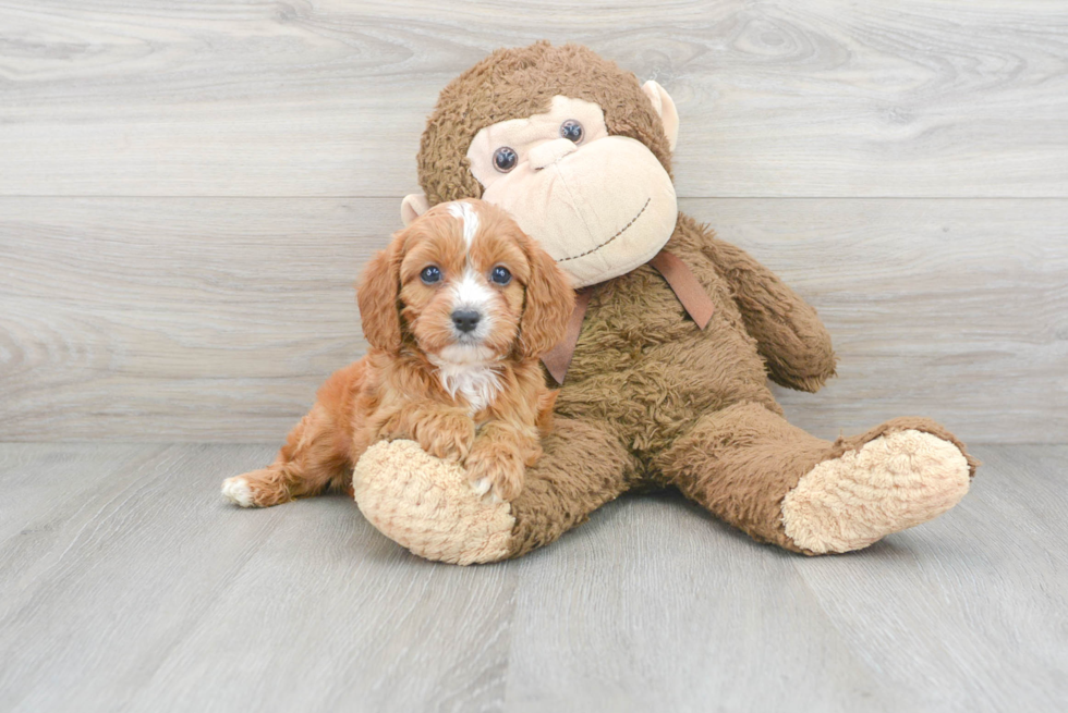 Cavapoo Pup Being Cute