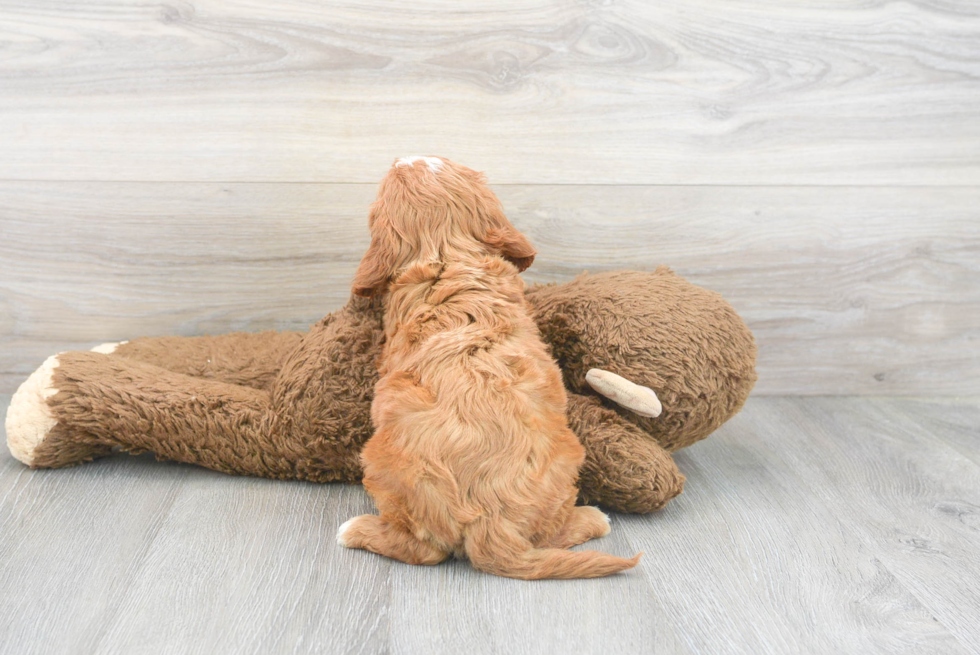 Best Cavapoo Baby