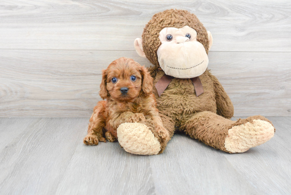 Hypoallergenic Cavoodle Poodle Mix Puppy