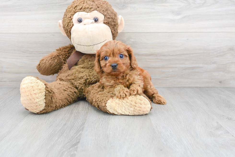 Fluffy Cavapoo Poodle Mix Pup