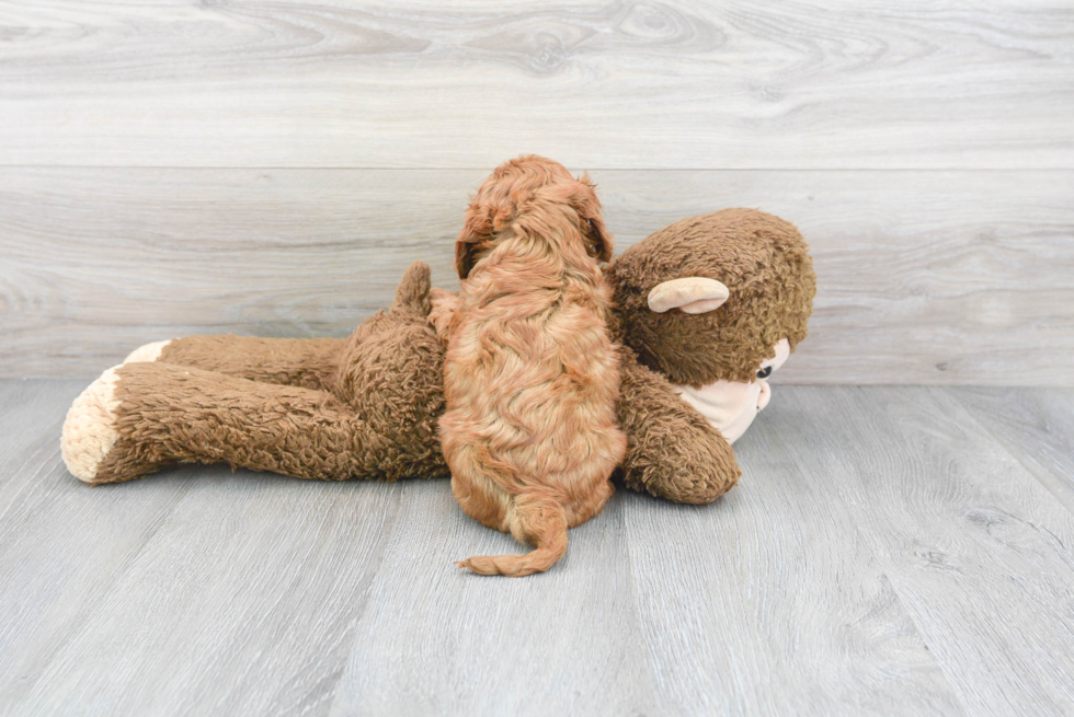 Popular Cavapoo Poodle Mix Pup