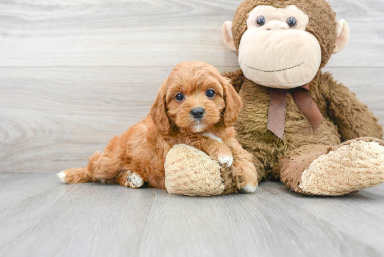 Sweet Cavapoo Baby