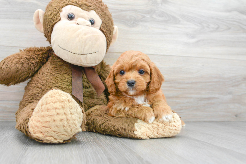 Cute Cavapoo Baby