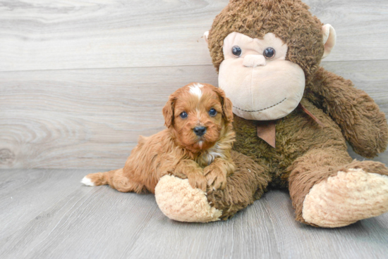 Little Cavoodle Poodle Mix Puppy