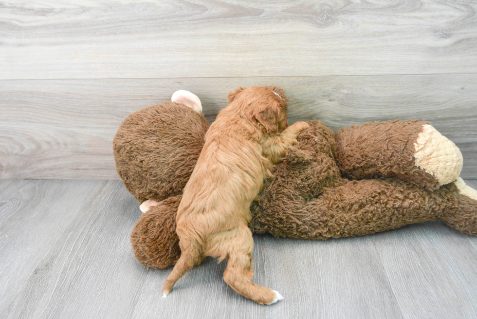 Cavapoo Pup Being Cute