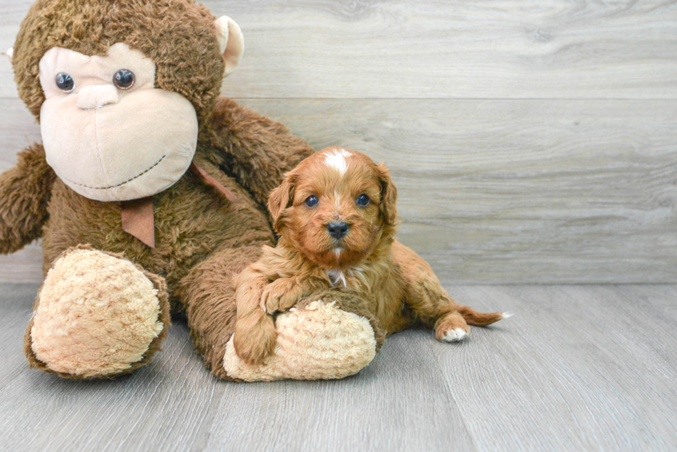 Little Cavoodle Poodle Mix Puppy