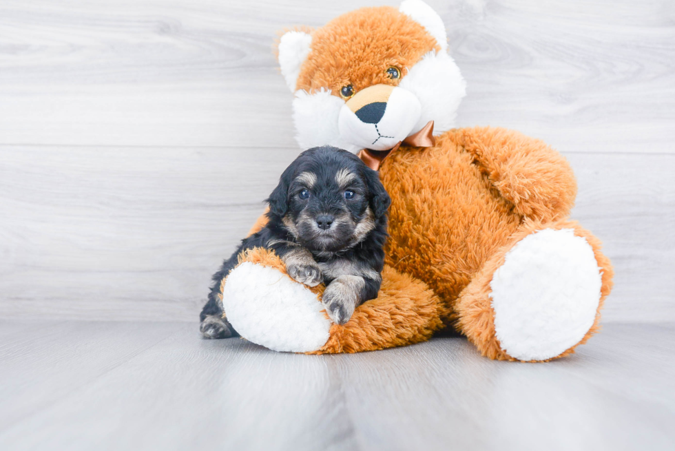 Little Cavoodle Poodle Mix Puppy