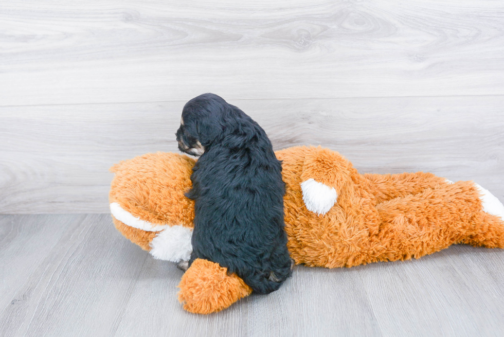 Energetic Cavoodle Poodle Mix Puppy