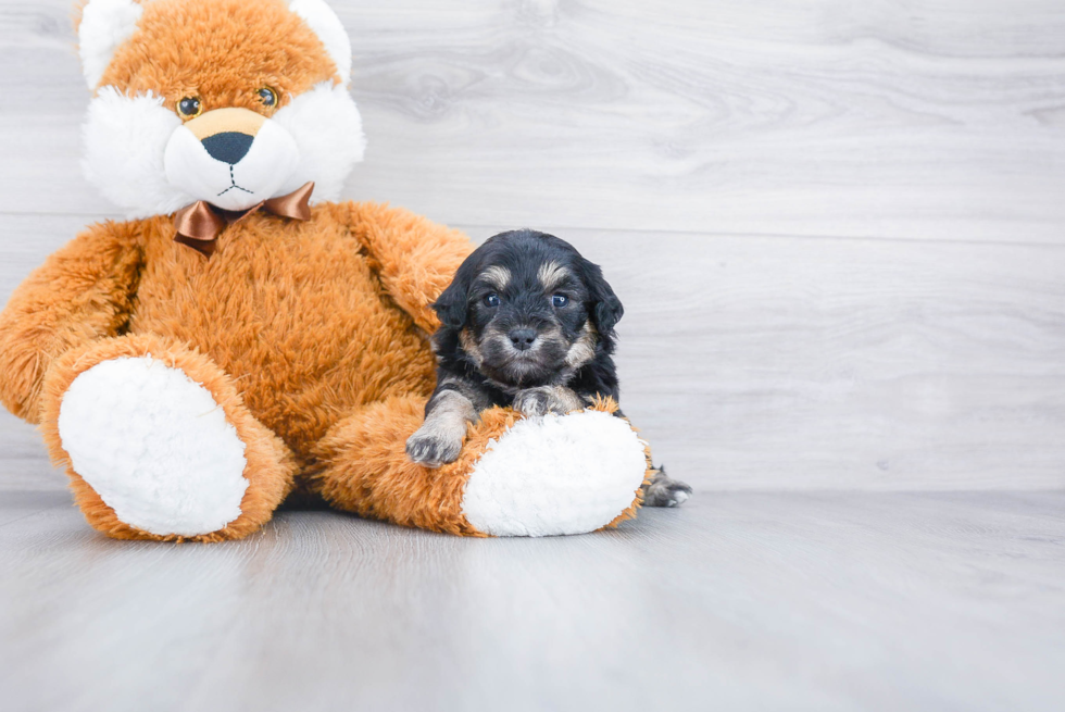 Smart Cavapoo Poodle Mix Pup