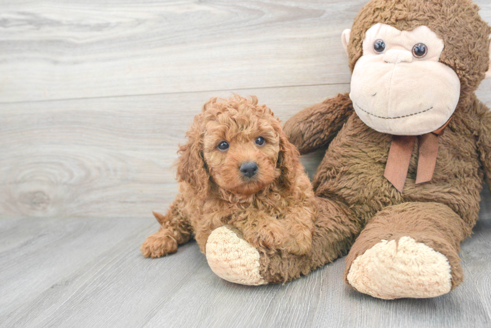 Best Cavapoo Baby