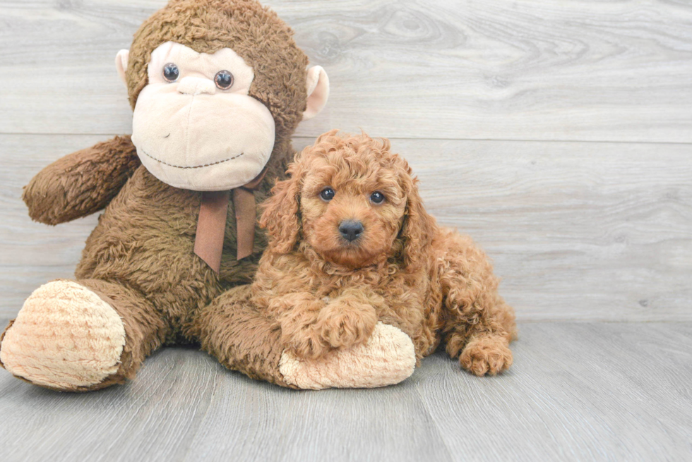 Hypoallergenic Cavoodle Poodle Mix Puppy