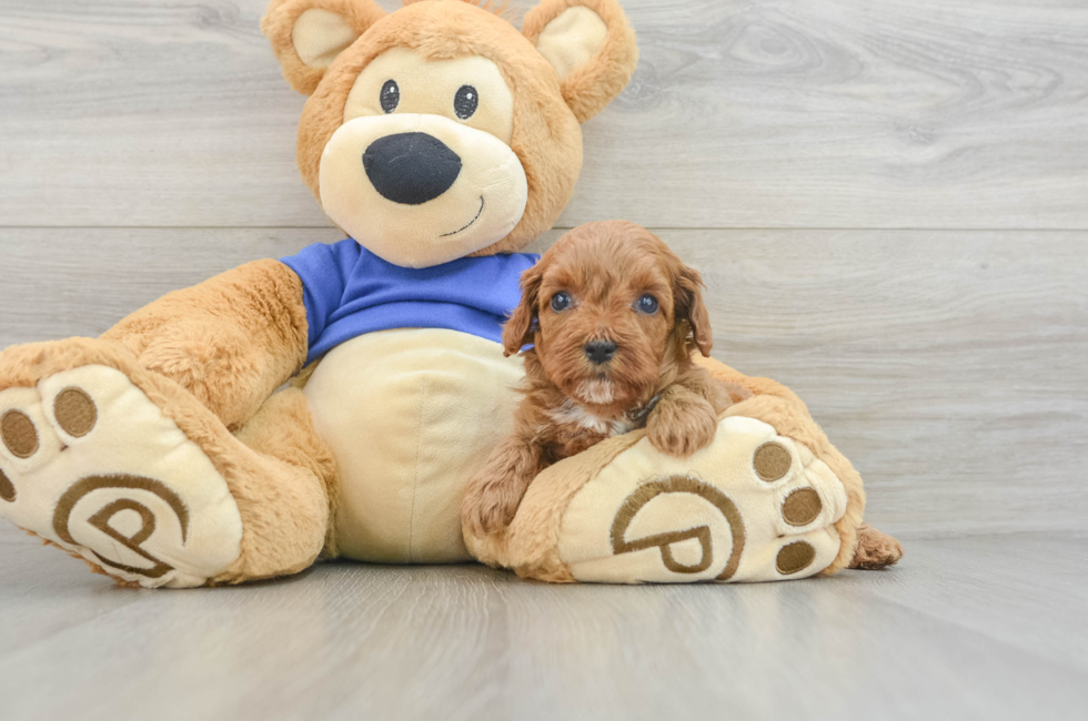 6 week old Cavapoo Puppy For Sale - Premier Pups